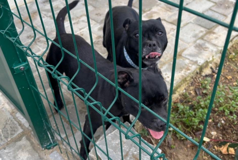 Fundmeldung Hund  Weiblich Birieux Frankreich