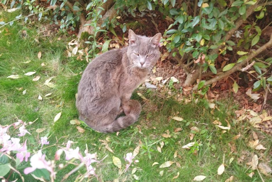 Fundmeldung Katze Unbekannt Saint-Martin-Boulogne Frankreich