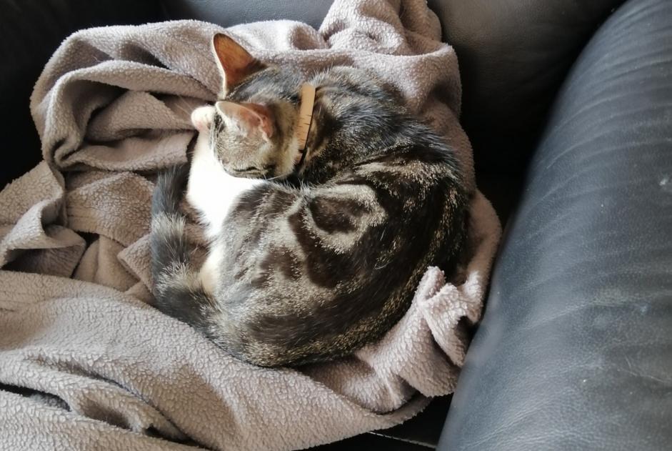 Discovery alert Cat Male Onet-le-Château France