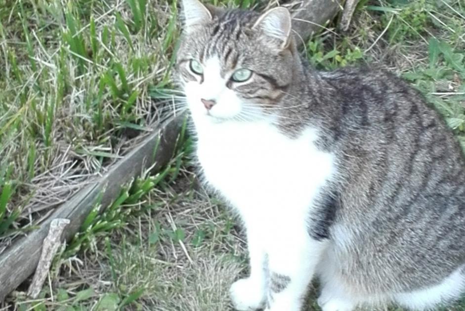 Disappearance alert Cat  Male , 8 years Vertou France