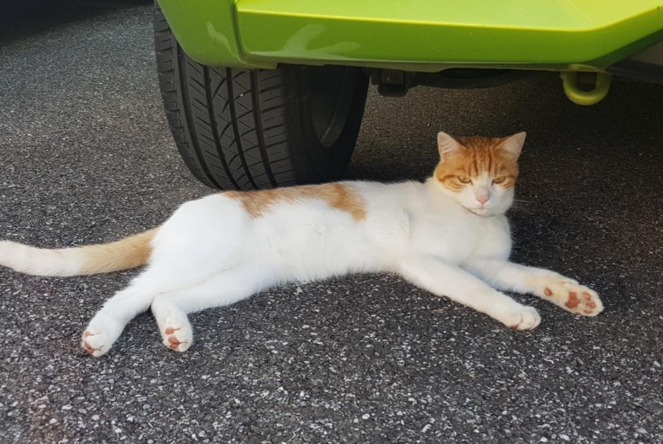 Alerta de Desaparición Gato Macho , 2 años Saint-Jean-de-Gonville Francia