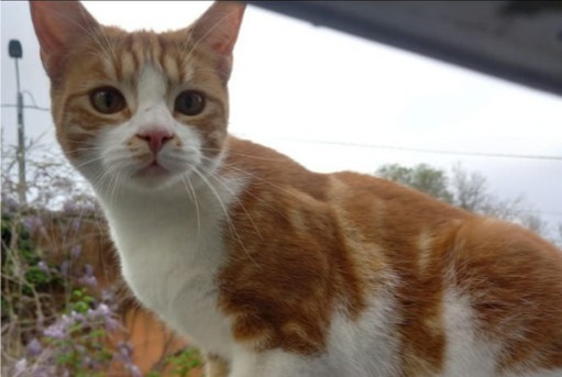 Alerta de Desaparición Gato Macho , 1 años Pérouges Francia