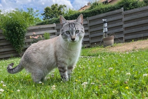 Alerta de Desaparición Gato Macho , 1 años Fareins Francia