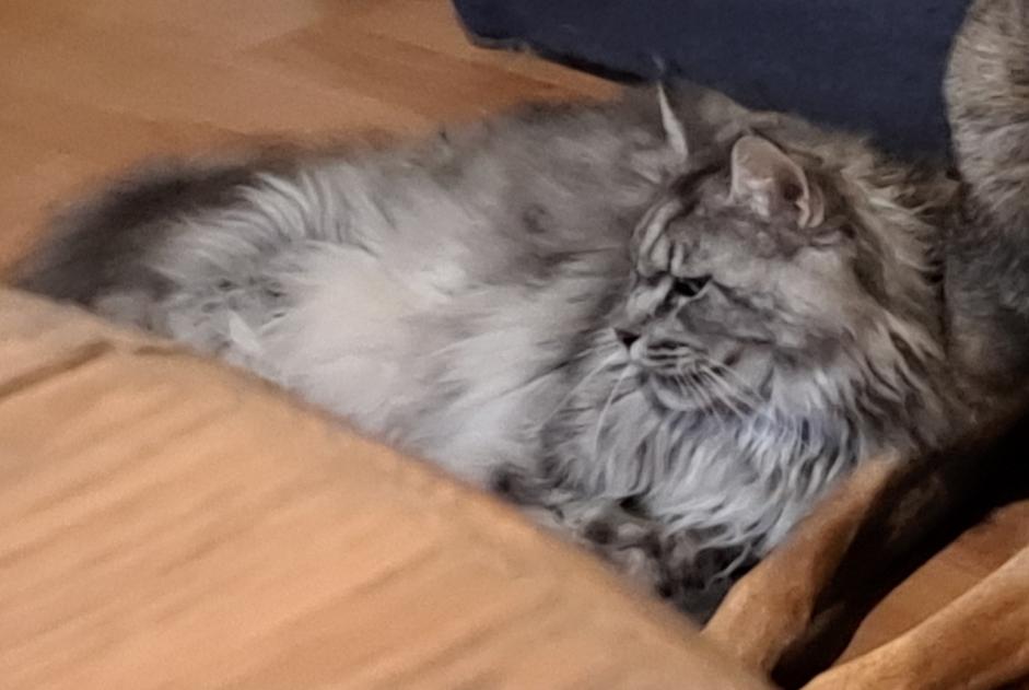 Alerta de Desaparición Gato  Macho , 3 años Racquinghem Francia