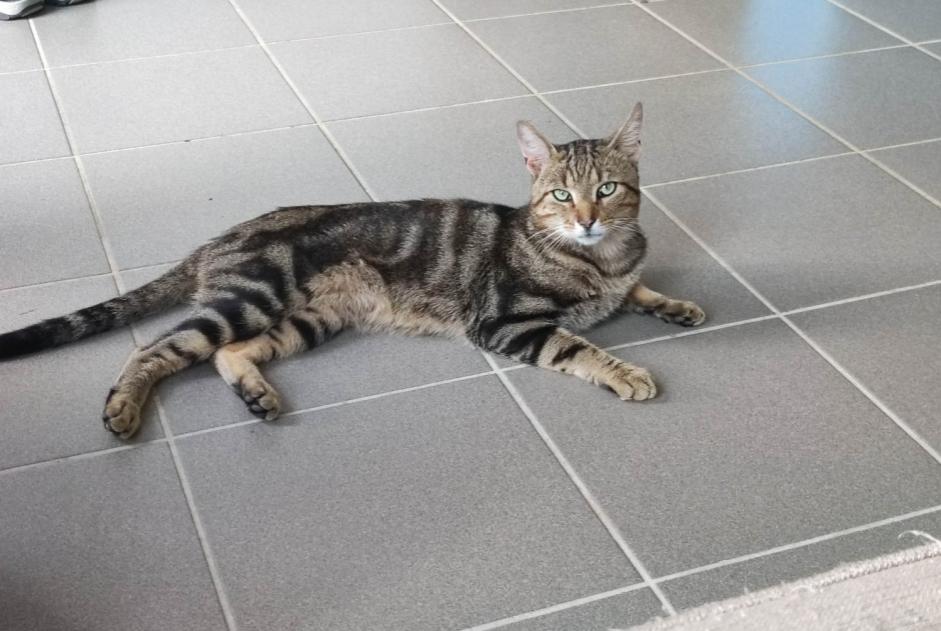 Alerta de Desaparición Gato Macho , 2 años Bully-les-Mines Francia