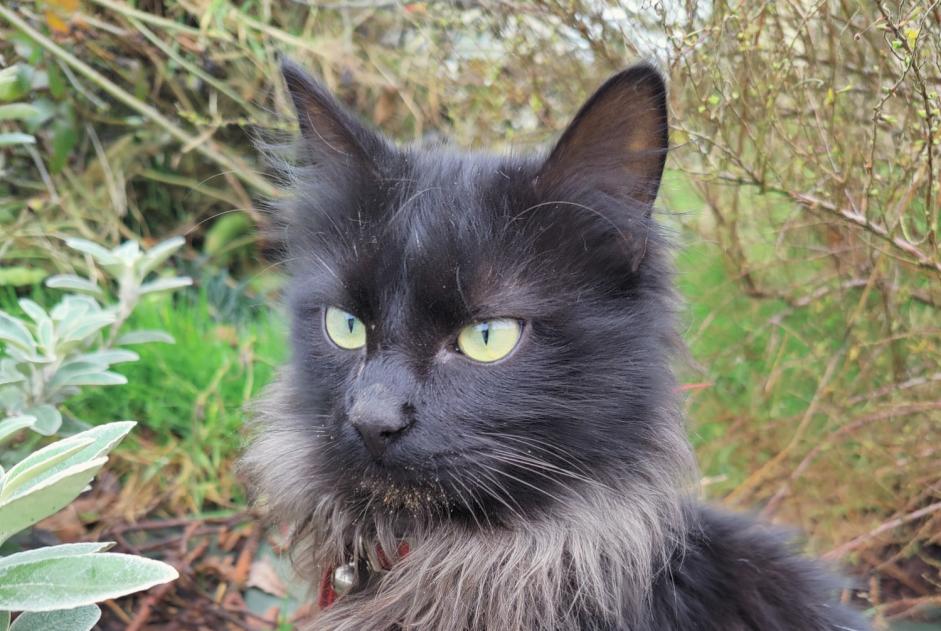 Alerta de Hallazgo Gato Desconocido Balazé Francia