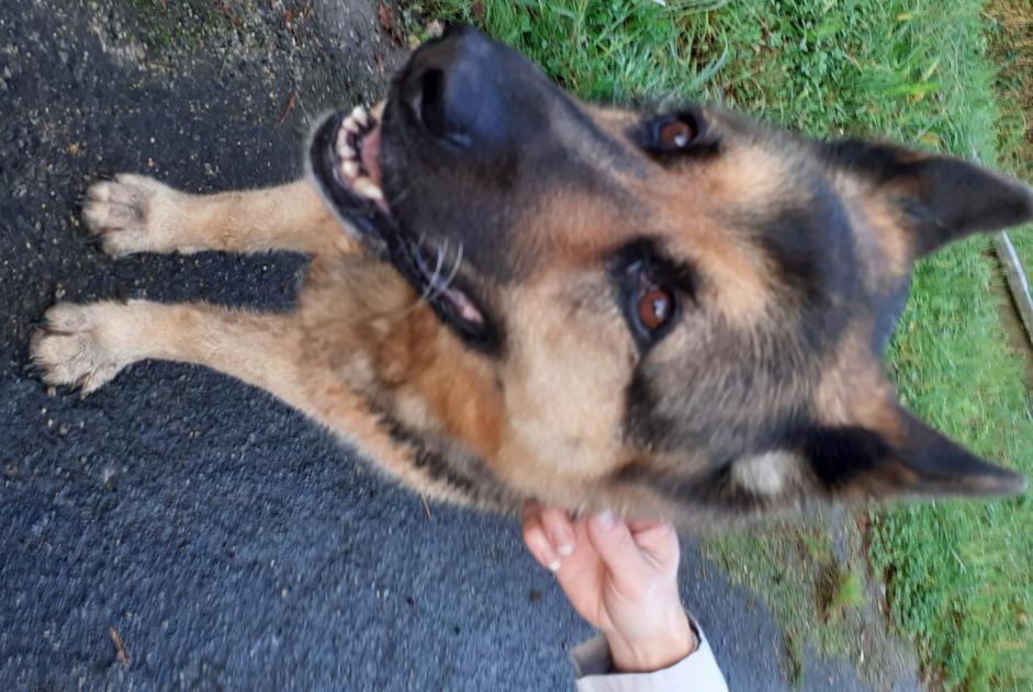 Alerta de Hallazgo Perro  Macho Lanvaudan Francia