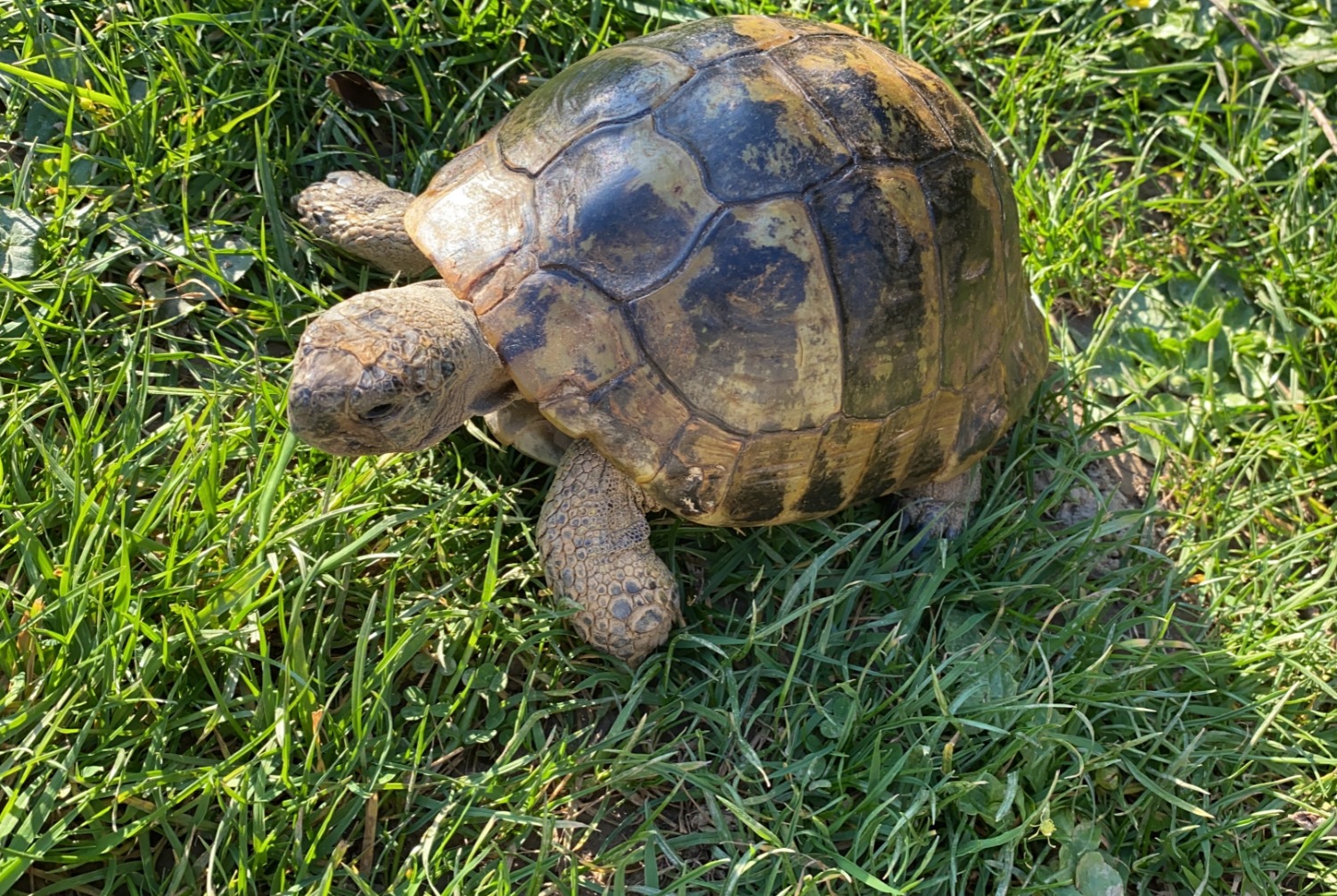 Alerta de Desaparición Tortuga Macho , 2025 años Cesson-Sévigné Francia