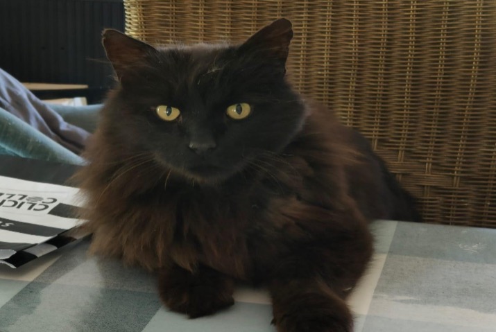 Alerte Disparition Chat Mâle , 13 ans La Chapelle-Chaussée France