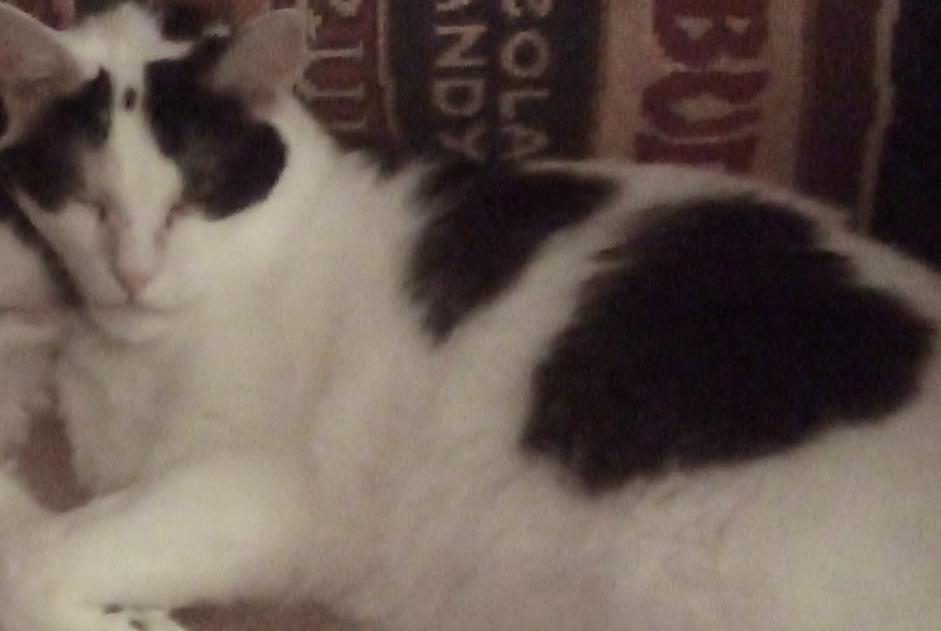 Alerte Disparition Chat croisement Mâle , 11 ans Douai France