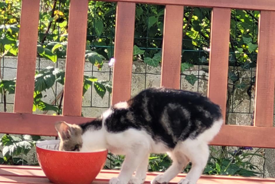 Alerte Découverte Chat croisement Inconnu Wingles France