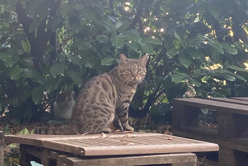 Alerte Découverte Chat Mâle Lyon France