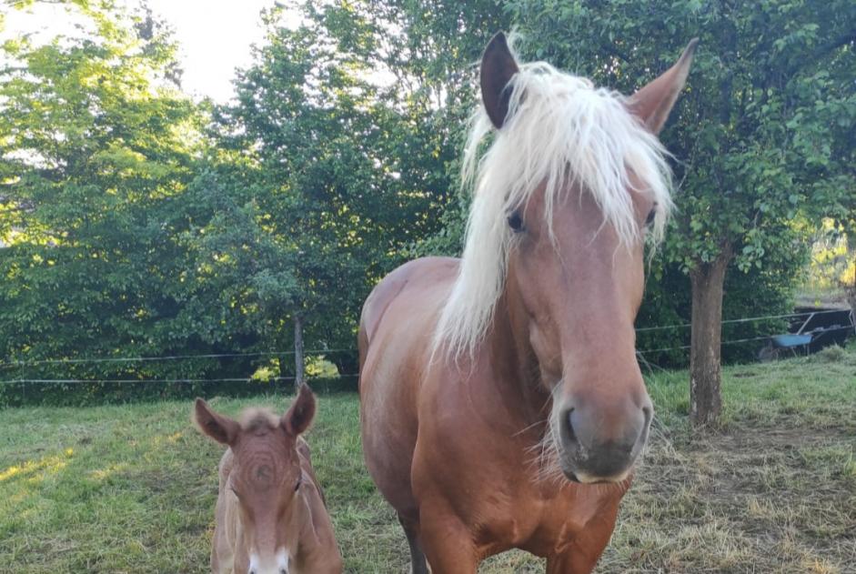 Alerte Disparition Cheval Femelle , 2024 ans Voillans France