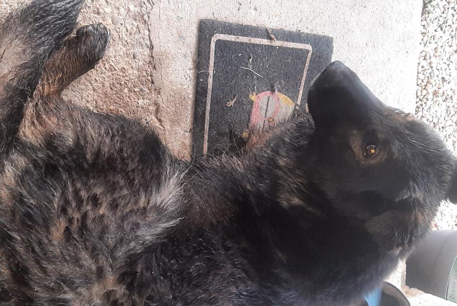 Alerte Découverte Chien croisement Inconnu Saint-Nizier-le-Bouchoux France