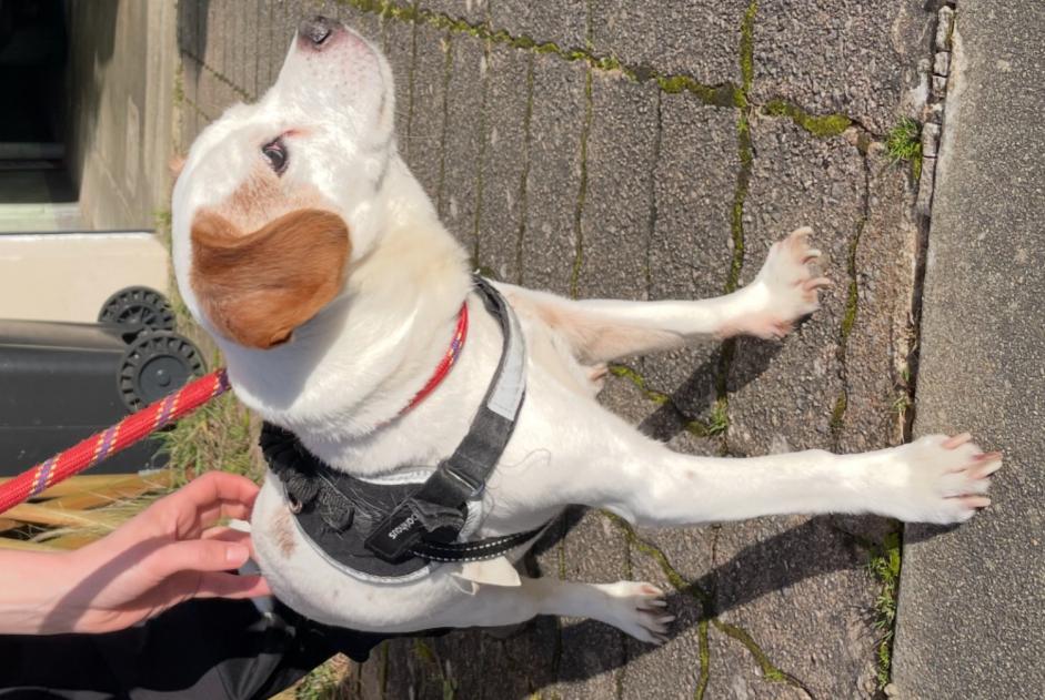 Alerte Découverte Chien Mâle Chavagne France