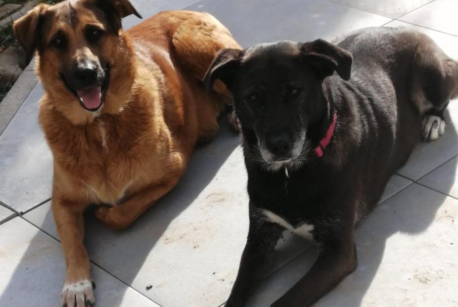 Avviso scomparsa Cane incrocio di razze Femmina , 6 anni Montréal-la-Cluse Francia