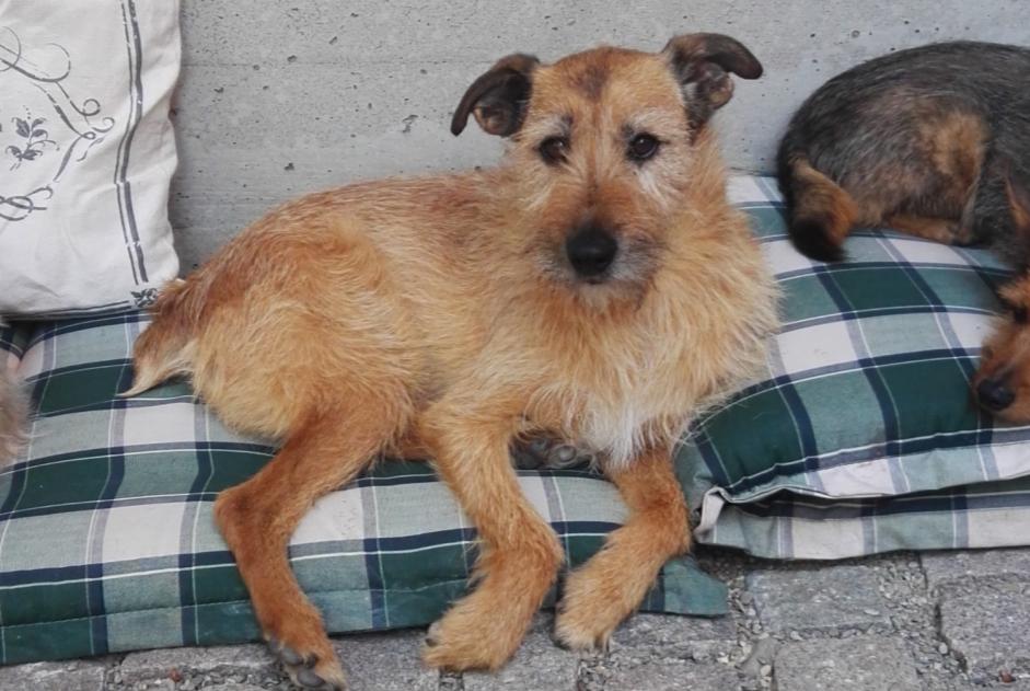 Verdwijningsalarm Hond rassenvermenging Mannetje , 14 jaar Kunheim Frankrijk