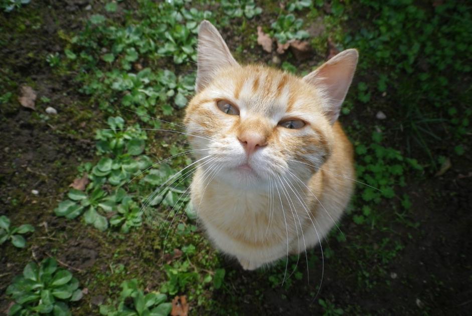 Ontdekkingsalarm Kat Mannetje Briord Frankrijk