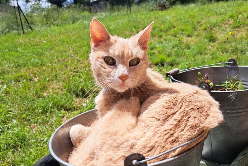 Verdwijningsalarm Kat Mannetje , 16 jaar Saint-Priest Frankrijk