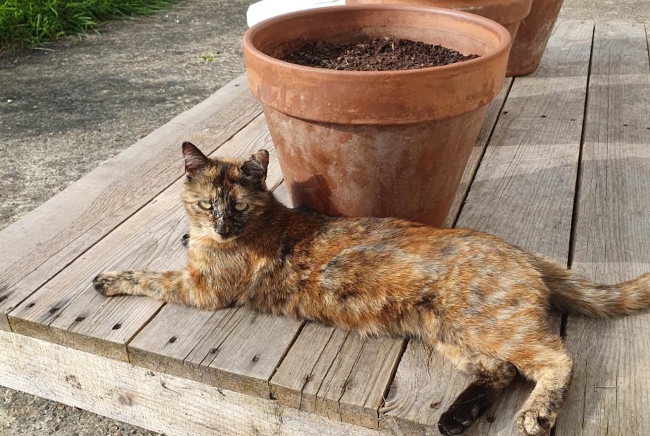 Alerta desaparecimento Gato cruzamento Fêmea , 3 anos Betton France