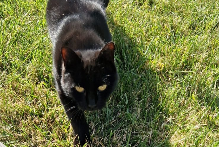 Alerta desaparecimento Gato Macho , 8 anos Saint-Denis-en-Val France